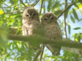 /album/my-local-birding-gallery/two-baby-tawny-owls-2-jpg/